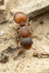 Meranoplus