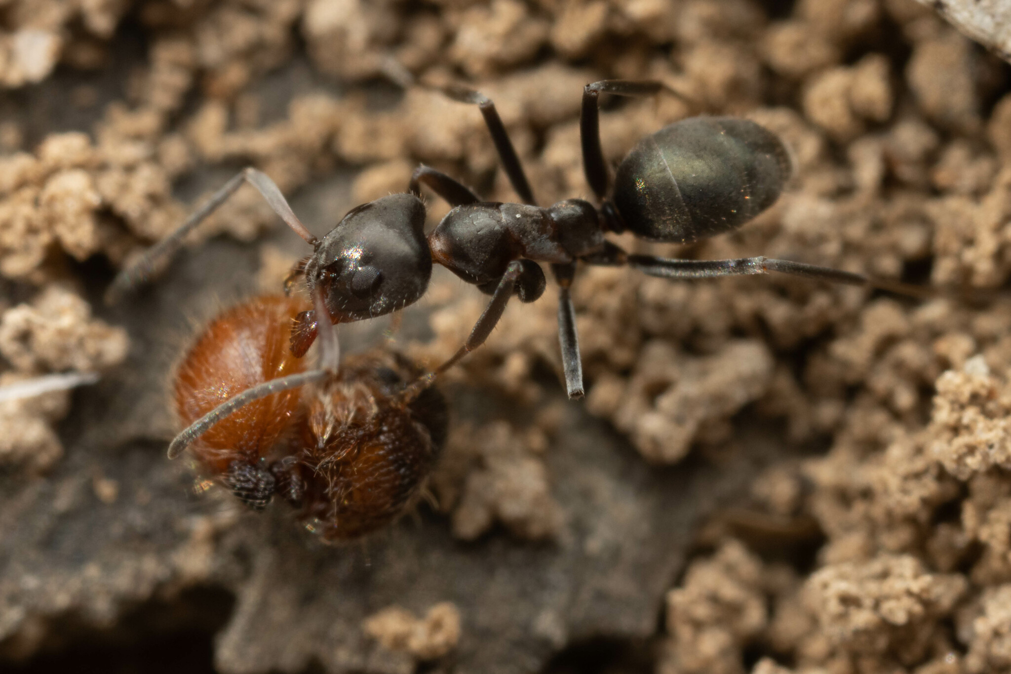 Iridomyrmex suchieroides