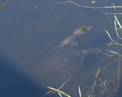 Apalone ferox