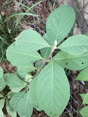 Styrax grandifolius
