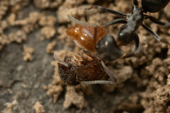 Meranoplus froggatti