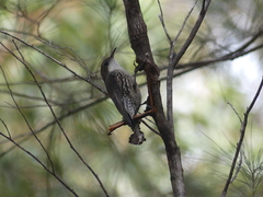 Cormobates leucophaea