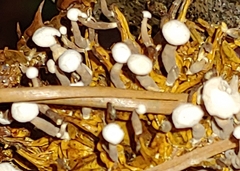 Strobilurus trullisatus