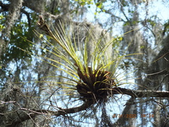 Tillandsia bartramii