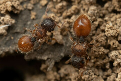 Meranoplus froggatti