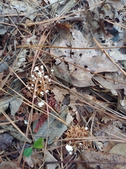 Strobilurus trullisatus