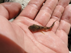 Cottus