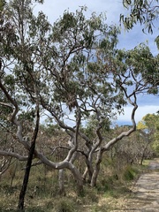 Eucalyptus bancroftii
