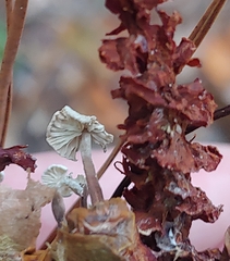 Strobilurus trullisatus