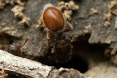 Meranoplus froggatti