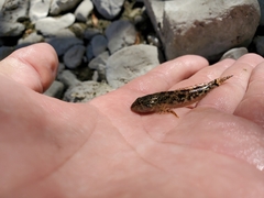 Cottus