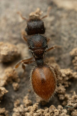 Meranoplus froggatti