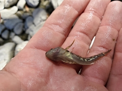 Cottus