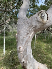 Eucalyptus bancroftii