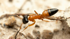 Opisthopsis rufithorax