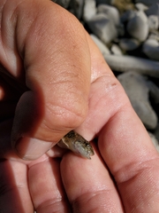 Cottus