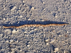 Agkistrodon laticinctus