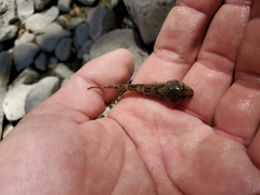 Cottus