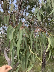 Eucalyptus bancroftii
