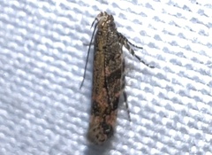 Aristotelia rubidella