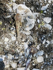 Cottus