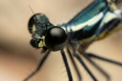 Austroargiolestes icteromelas