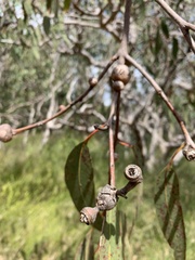 Eucalyptus bancroftii