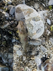 Cottus