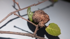 Amphibolips quercuspomiformis