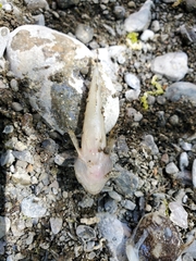 Cottus