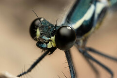 Austroargiolestes icteromelas