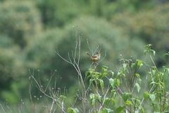 Cistothorus platensis