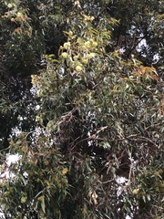 Eucalypteae