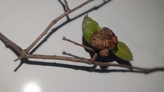 Amphibolips quercuspomiformis