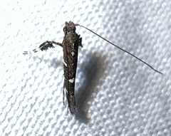 Caloptilia triadicae
