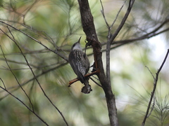 Cormobates leucophaea