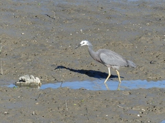 Egretta novaehollandiae novaehollandiae