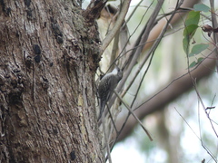 Cormobates leucophaea