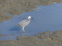 Egretta novaehollandiae novaehollandiae