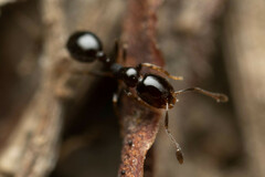 Monomorium sydneyense