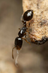 Monomorium sydneyense