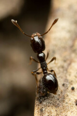 Monomorium sydneyense