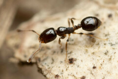 Monomorium sydneyense