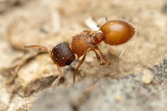 Meranoplus