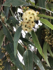 Eucalypteae