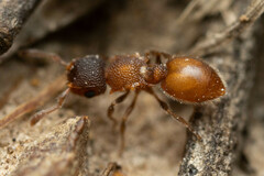 Meranoplus