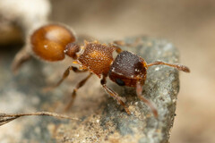 Meranoplus