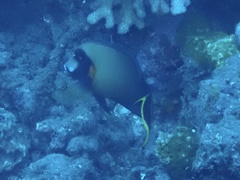 Acanthurus pyroferus