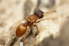 Meranoplus