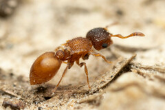 Meranoplus